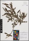 Foto von Salix eleagnos Scop. x Salix nigricans Sm.